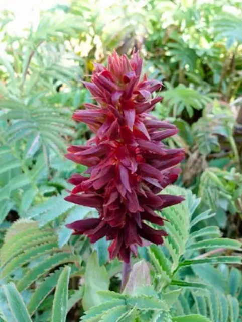 4 graines de GRANDE MELIANTHE (Melianthus Major) SEMILLAS SEMI SAMEN SEEDS G76