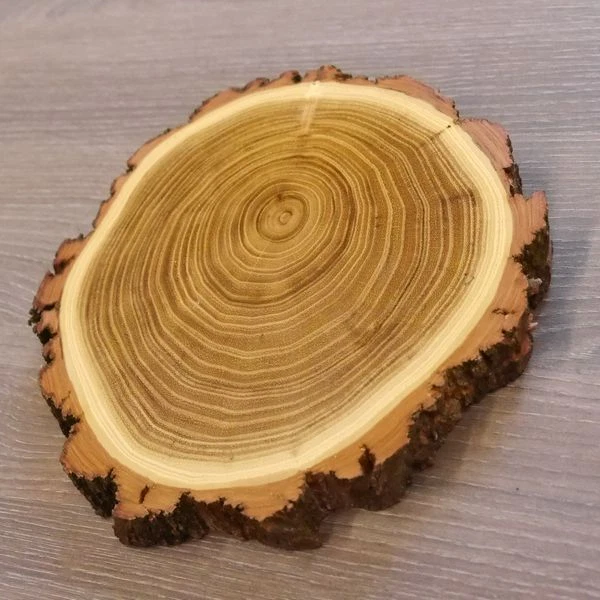 1 Pieza Acacia Jabalí Escudo de Trofeo Placa Brett Jabalí Baumscheibe AF16cm 2