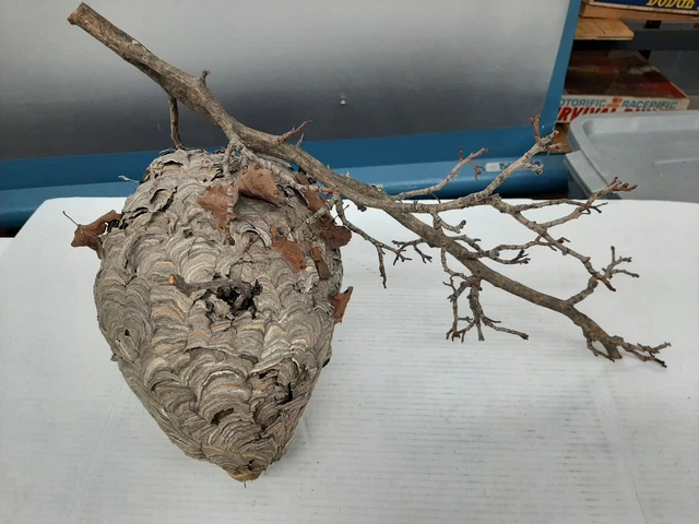 Real Natural Large 11" Hornets Wasp Paper Nest W/ Attached Branch Very Shelf T1