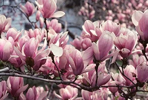 1X 3-4Ft Large Magnolia Soulangeana Plant - Fragrant Tree - 3L