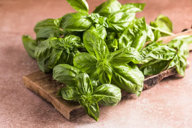 1500 SWEET BASIL Ocimum Basilicum Herb White Flower Seeds *Flat S/H