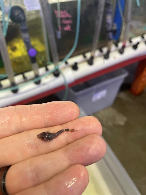 Adonis Pleco - Wild Caught - CLV Pet