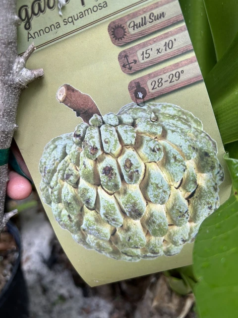 tropical fruit trees live plants