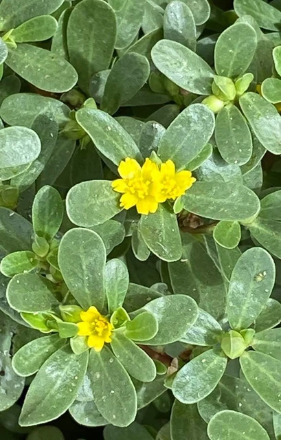 Semi Di Erba Per Cani R&R SHOP - Mix Europeo A Crescita Rapida, 150gr, Per Digestione E Benessere - Foto 2