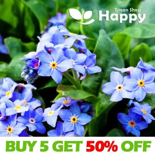 DWARF ALPINE FORGET ME NOT BLUE - 1000 seeds - Myosotis alpestris - PERENNIAL