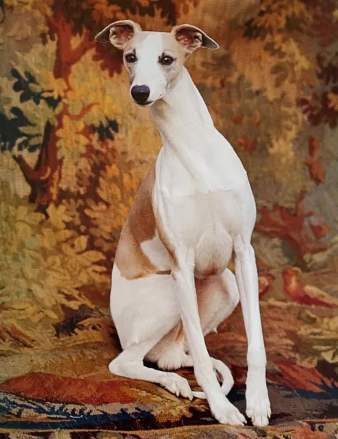 Print/Photograph "WHIPPET" by Nina Leen in 1964 / LIFE Magazine