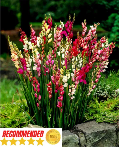 Ixia Corn Mixed Lilies Bulbs/Corms Hardy Perennial Garden,Pots Summer Flowering