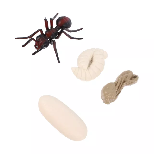 Figurines Du Cycle De Croissance Des Insectes Modèle D'insecte Simulé