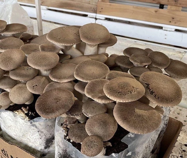 Acquaverde | 10 Kit Coltivazione Funghi Cardoncelli, Pleutorus - Foto 9