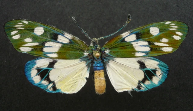 Eterusia Aedea Sakaguchii Female (Zygaenidae) From Okinawa, Japan