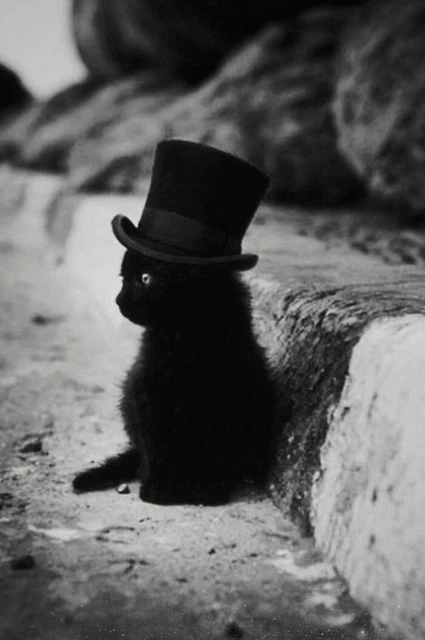 Antique Cat in a Hat Photo 755 Oddleys Strange & Bizarre