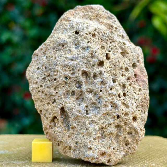 Jurassic Coral Fossil from Wiltshire, UK - Genuine Fossils for Sale