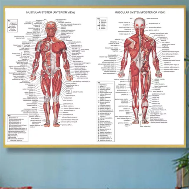 1pc 70X50CM Human Body Muscle Anatomy System Anatomical Chart Educational Poster 3