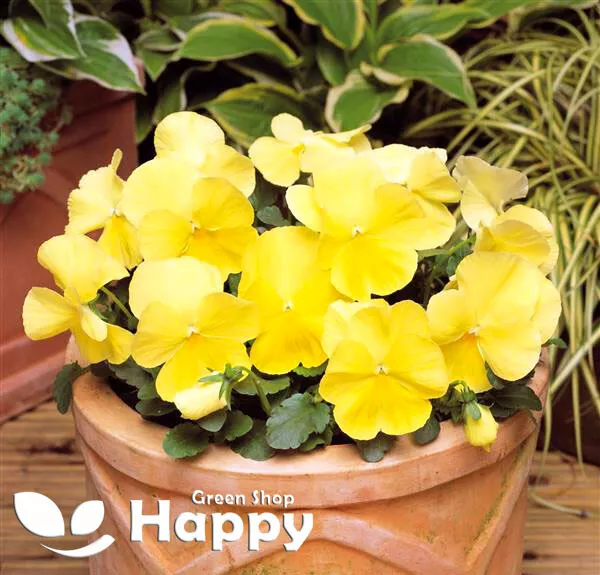 FLOWER PANSY CLEAR CRYSTALS YELLOW - 250 SEEDS - Viola wittrockiana
