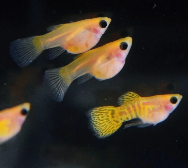 1 Pair -Yellow Lace Glass Belly S Body Live Guppy Fish Quality Top Grade A+++
