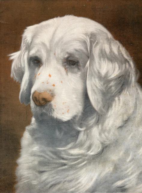 Clumber Spaniel Sandringham Spark The Kings Dog Old Original 1934 Art Print Page