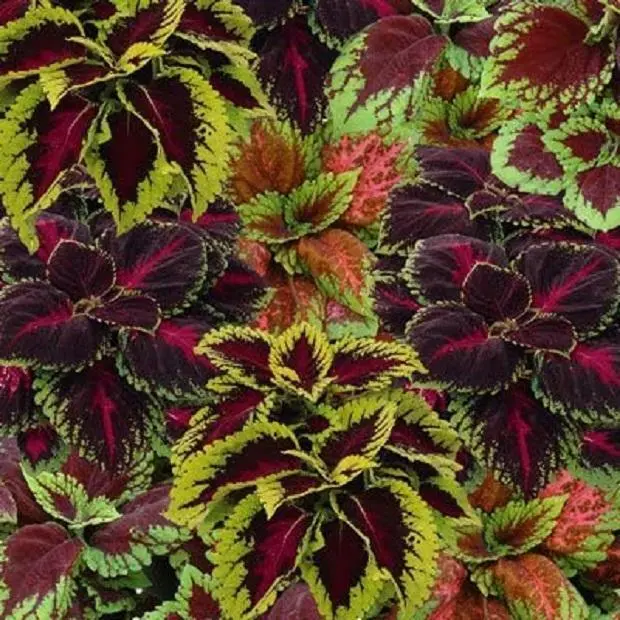 Coleus Special 'Mixed Kong Selection' Plug Plants Pack x6
