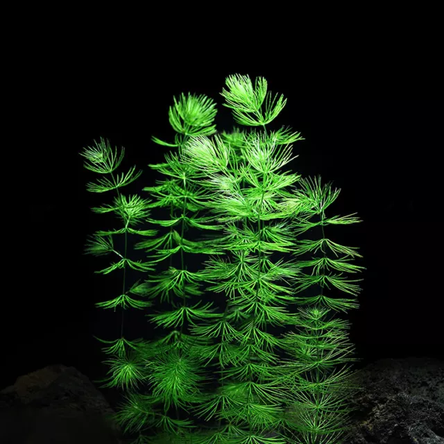Hornwort Coontail Aquatic Plant BUY2GET1 FREE Bunch Aquarium Plants Fish Tank