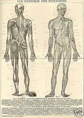 MUSKELN Muskulatur Adduktoren STICH von 1894 Muskelapparat Bizeps Trizeps