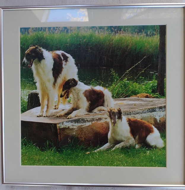 Original Borzoi Photo Three Red-and-White Borzoi matted/framed 15.25" x 14.75"