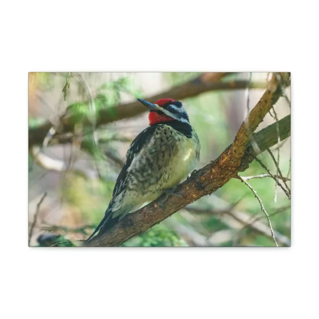 Yellow Bellied Sapsucker With Red Head Perched on a Branch Looking to the Side