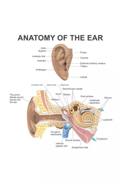 Ear Chart After 1 Inch
