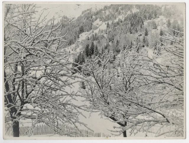 PHOTO Paysage enneigé Neige hiver Forêt Arbre Branche Abstraction Sapin 1950