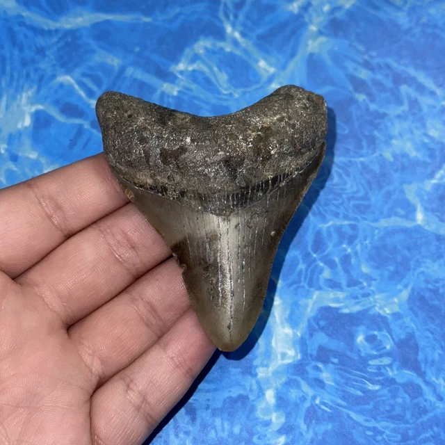 Megalodon Shark Tooth 3.14” Huge Teeth Big Meg Scuba Diver Direct Fossil Nc 8105