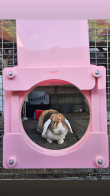 Acrylic Rabbit Doors For Tunnels & Runaround Systems