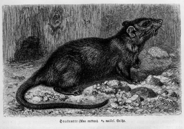 Hausratte Rattus rattus Dachratte Holzstich von 1891 NAGER Ratte