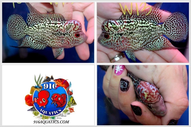3.5 Inch King Kamfa Live Flowerhorn #W13
