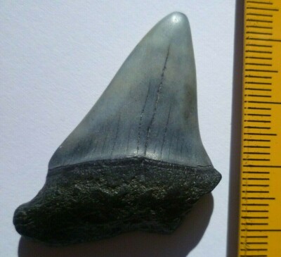 LOTE 40   FOSSIL DIENTE MEGALODON MAKO BLANCO HEMYPRISTIS, ETC... 