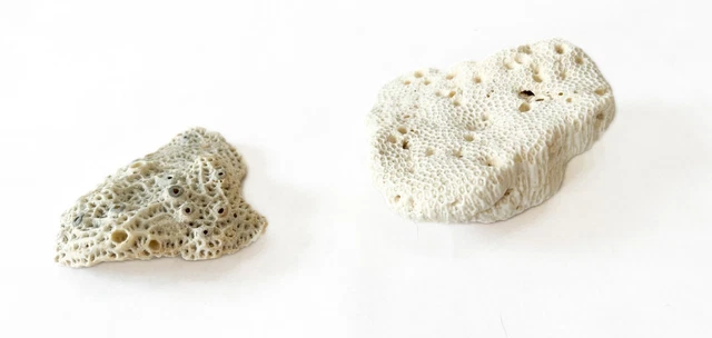 Natural 3-4 Inch Coral Brain Fossils 2-Pcs - Ocean Decor Fish Tank
