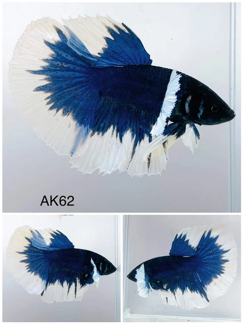 Betta Live Fish Male Dumbo White Blue AK62 Ask Seller Shipping Cost Before Buy