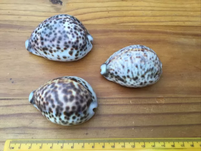 Trio Of Cypraea Cowrie Tiger Sea Shells - Spotted Beach Shell Decorative