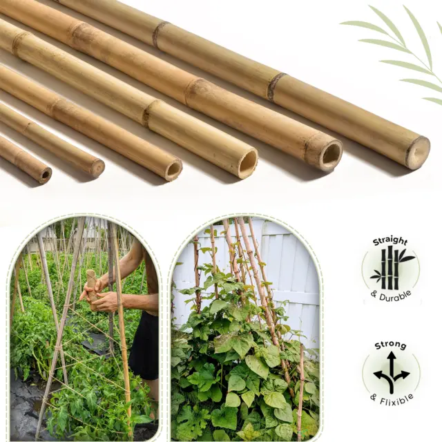 2ft 8ft Strong Thick Heavy Duty Bamboo Canes Garden Plant Support Flower Sticks