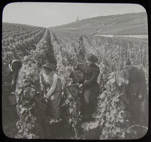 Glass Magic Lantern Slide PICKING GRAPES RUDESHEIM C1910 PHOTO GERMANY