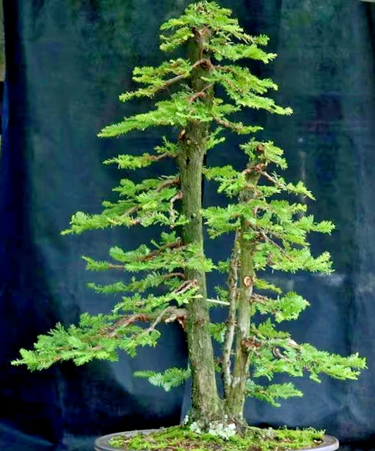 BONSAI GIANT SEQUOIA, Sequoiadendron giganteum redwood forest TREE 10