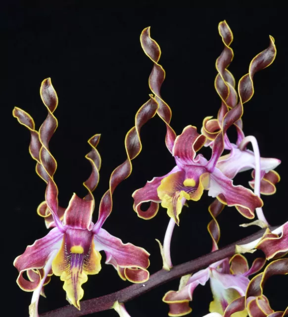 Dendrobium Jairak Firehorn Multi-Spiking  Orchid Plant