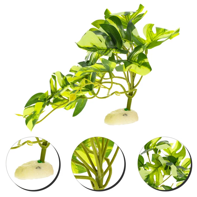 Avis Clients | Dennerle Nano Catappa Bark, Corteccia Di Mandorlo Indiano Per Manutenzione E Decorazione Av 15411 - Foto 13