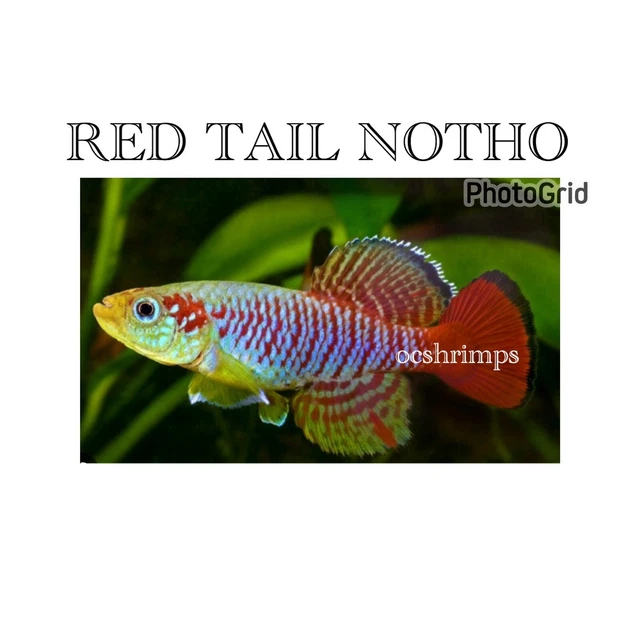Red Tail Notho  ( Package of 2 pcs )