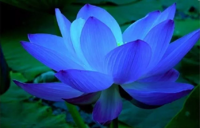 "Nelumbo Nucifera" Graines de fleurs de lotus bleu Heirloom Chine Belle...