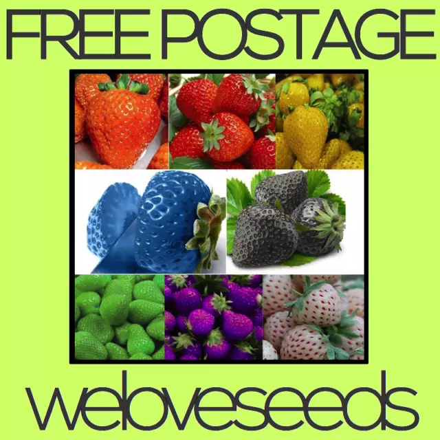LOCAL AUS STOCK - Yellow, Purple, Pink, White, Green, Blue Strawberry Seeds ~10x