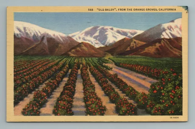 Old Baldy Orange Grove California Postcard