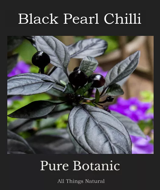 Capsicum annuum 'Black Pearl'  Seeds *HOT CHILLI* 30,000-35,000 SHU