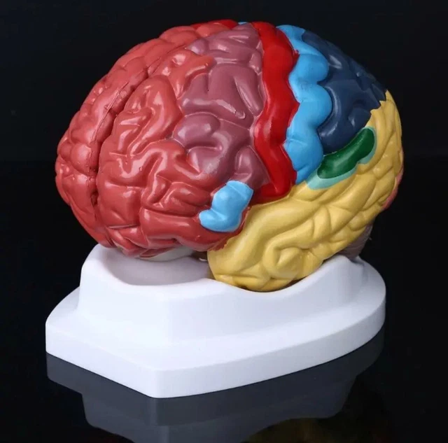 Life Size Human Brain Functional Area Model Anatomy for Science Classroom Study