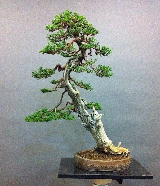 quercus faginea bonsai Easy-to-grow yamadori oak bonsai