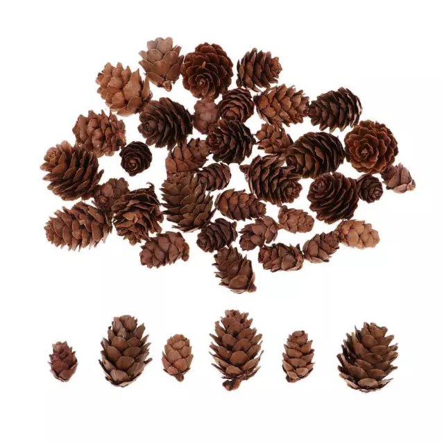Bulk 50 pz Pigne Naturali Rustico Premium Pigne Abbellimenti Per La Casa