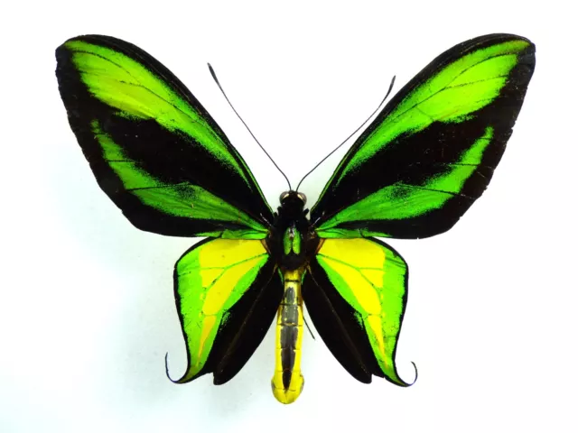Ornithoptera paradisea occidentalis Männchen
