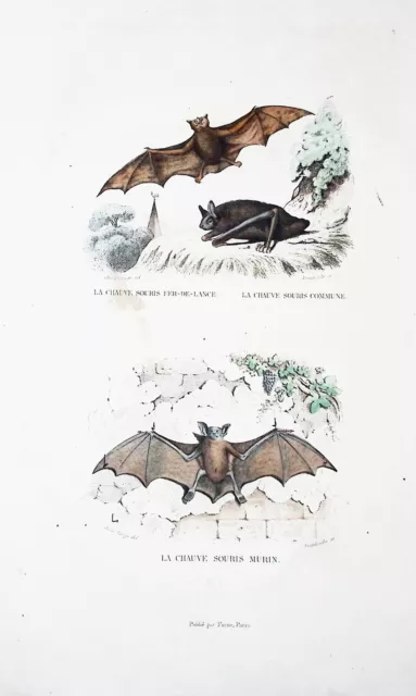 LITHOGRAPHIE COLORISE A LA  MAIN TIRE DE BUFFON 1834 LEs chauve-souris